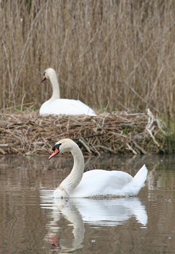 Swans nesting at Stanton Park Swindon