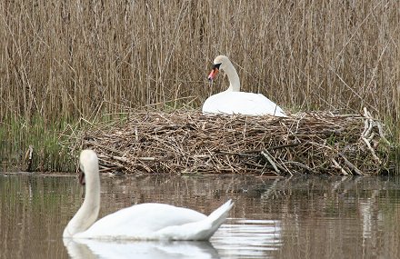 Swans nesting at Stanton Park Swindon