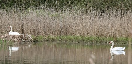 Swans nesting at Stanton Park Swindon