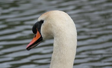 Swans nesting at Stanton Park Swindon