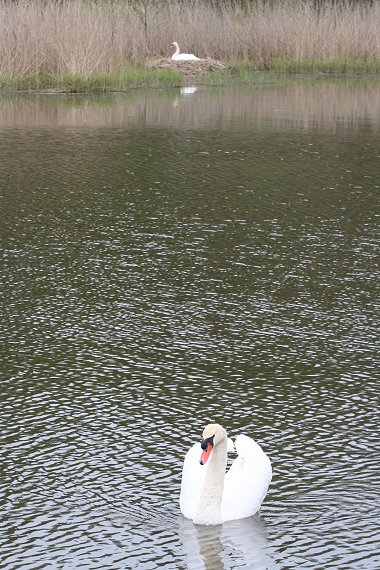 Swans nesting at Stanton Park Swindon