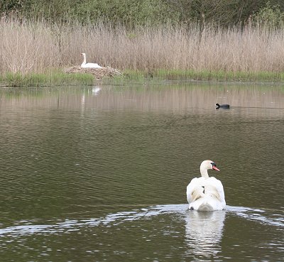 Swans nesting at Stanton Park Swindon