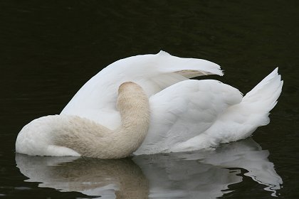 Swans nesting at Stanton Park Swindon
