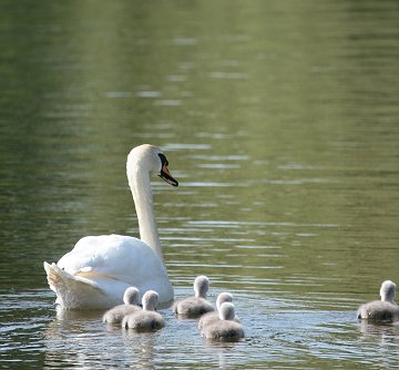 Stanton Park Swindon Swans