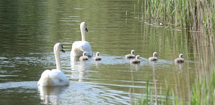 Stanton Park Swindon swans and signets