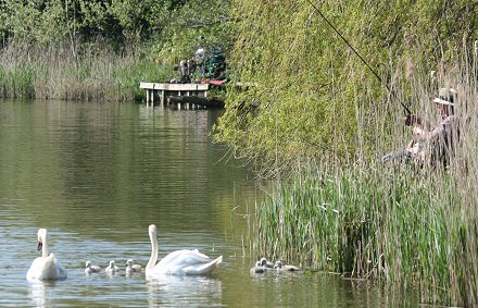 Stanton Park Swans and signets Swindon 