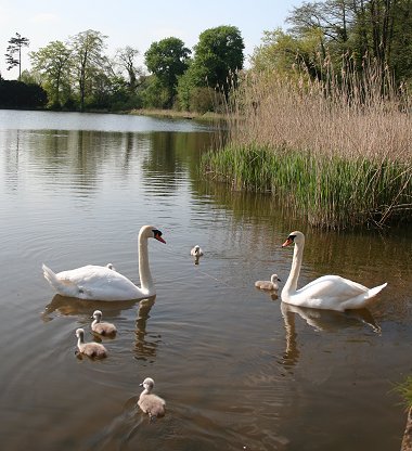 Stanton Park Swindon swans and signets