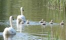 Joy of six for Stanton Swans