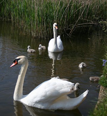 Stanton park Swindon swans and signets
