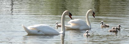 Stanton Park Swindon swans and signets