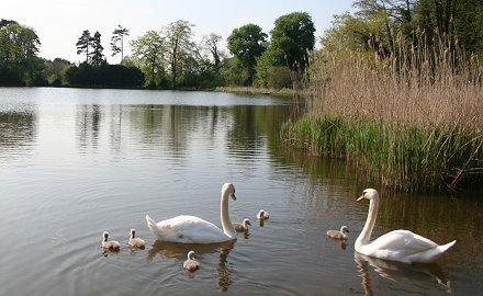 Stanton swans and signets