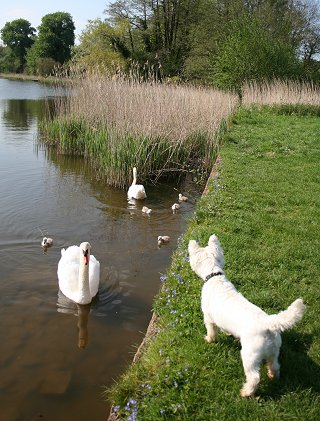 Stanton Park Swans and Milo