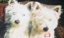 Lost Westies - 500 reward!