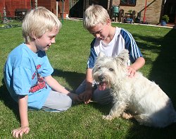 Buddy and Holly two Westies gone missing in Haydon Wick