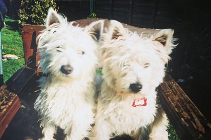 Buddy and Holly gone missing in Haydon Wick