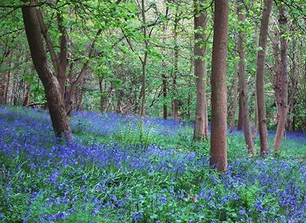 Bluebells in Swindon