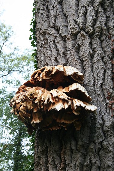 Unusual Funghi at Swindon's Stanton Park