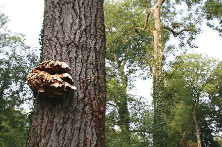 Unusual Funghi at Swindon's Stanton Park