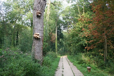 Unusual Funghi at Swindon's Stanton Park