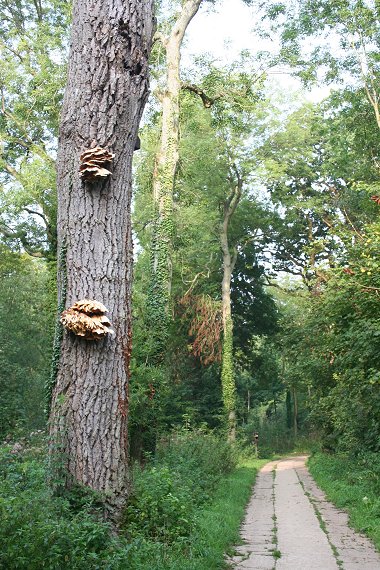 Stanton Park funghi