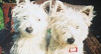 Buddy and Holly - lost Westies found!