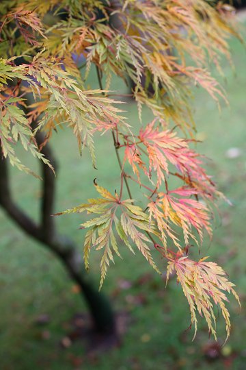 Autumn in Swindon 