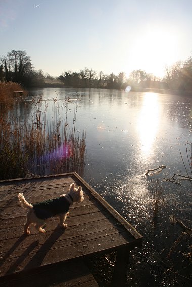 Stanton lake Swindon frozen over 03 Jan 2009