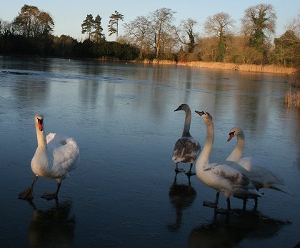 Stanton Park swans on frozen lake 03 Jan 2009