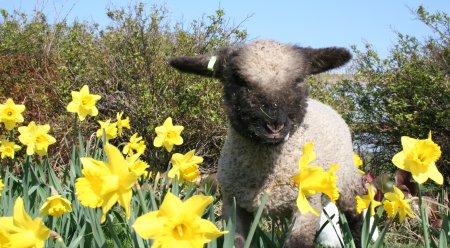 Spring in Swindon