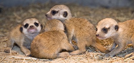 Meerkat babies Swindon