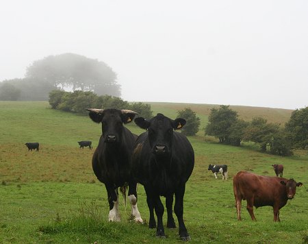 Cows on Liddington Hill, Swindon