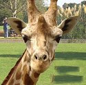 Giraffe at Cotswold Wildlife Park