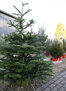 Christmas Trees Swindon