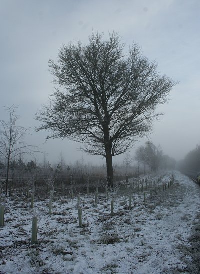 Frosty Tree near Highworth, Swindon