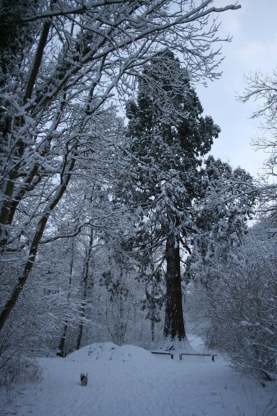 Swindon Stanton Park snow 06 January 2009