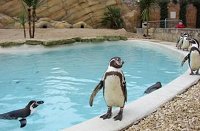 Penquins at Cotswold Wildlife Park
