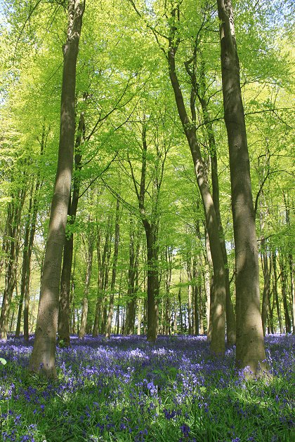 Badbury Clump near Swindon