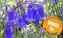 Swindon's Secret Bluebell Garden