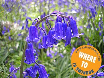 Swindon's Secret Bluebell Garden