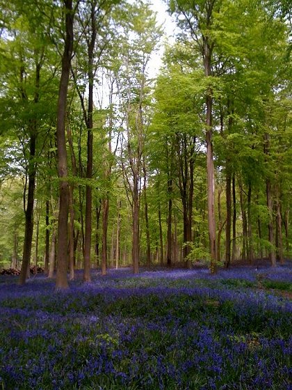 West Woods near Marlborough