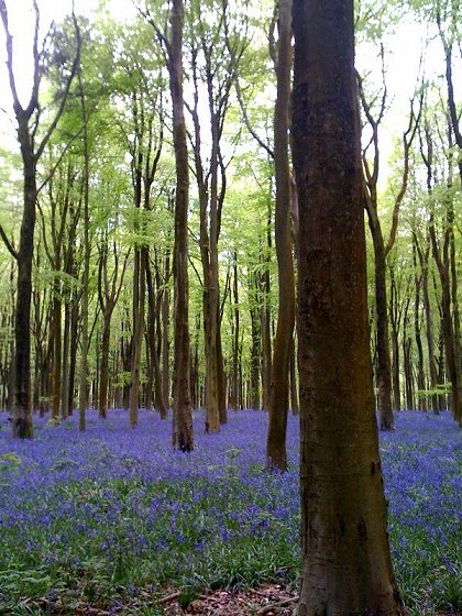 West Woods near Marlborough