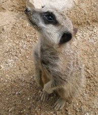 Meerkats in Swindon