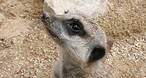 Name the Meerkat!