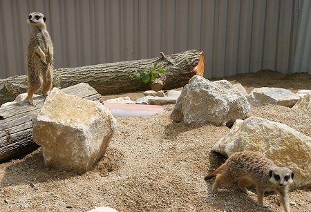 Meerkats at Studley Grange in Swindon