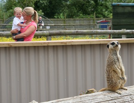 Meerkats at Studley Grange in Swindon