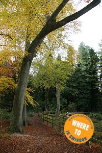 Autumn Walks in Swindon