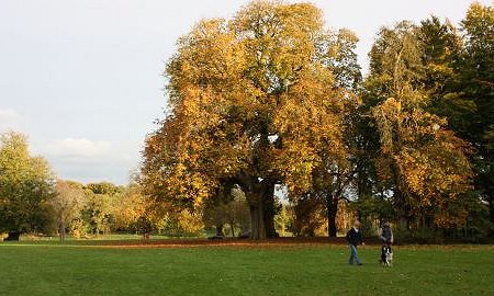 Lydiard Park in autumn