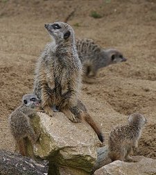 Meerkats Swindon