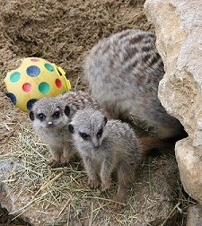 Meerkats Swindon