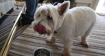 Dog Friendly Food Pubs